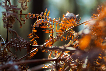 Forêt des Landes de Gascogne, en période hivernale