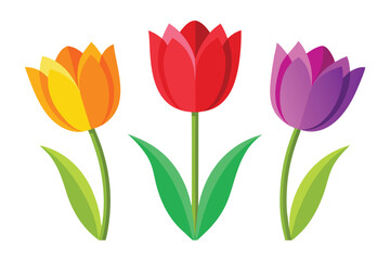 Illustration of three colorful tulips Isolated on white.