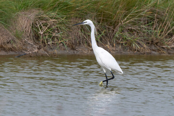 Aigrette garzette, .Egretta garzetta, Little Egret,