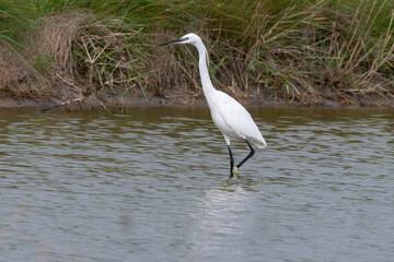 Aigrette garzette, .Egretta garzetta, Little Egret,