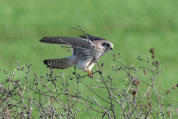 Faucon crécerelle,.Falco tinnunculus, Common Kestrel