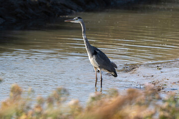 Héron cendré, Ardea cinerea, Grey Heron