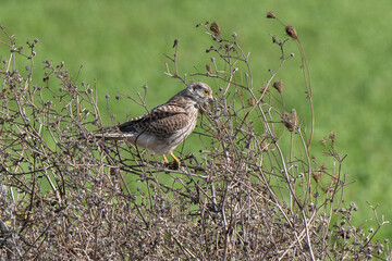 Faucon crécerelle,.Falco tinnunculus, Common Kestrel