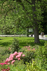 Fototapeta premium Rhododendron, Pelouse, Allée, Jardin botanique, Ile de Mainau, Lac de Constance, Allemagne