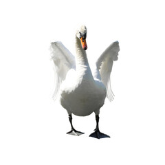 Ein frei gestellter Schwan mit erhobenen Flügeln.