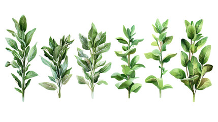 Fototapeta premium Fresh Sage Herb Set Isolated on Transparent Background - Culinary Spice Collection