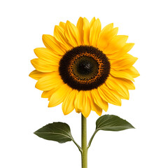 Radiant sunflower blossom against a dark background creates an elegant and vibrant aesthetic