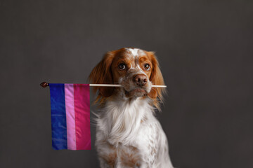 Ginger dog holding bisexual pride flag on wooden stick in mouth. Studio shot with neutral background. Flag colors clearly visible and editable via stick.