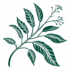Flat vector Illustration of a foliage plant By