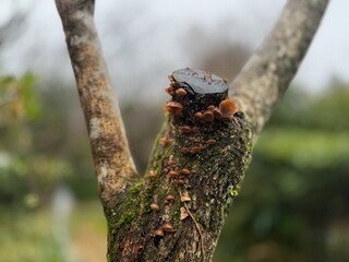 Tree branches with mushrooms