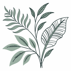 Flat vector Illustration of a foliage plant By