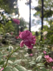 pink rose in the garden