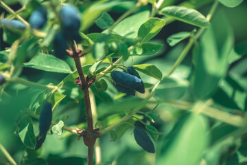 Ripe sweet blue honeysuckle berries or Lonicera caerulea or Haskap on the bush in spring garden