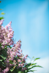 Obraz premium Pink lilac bushes against blue sky