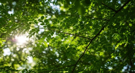 Obraz premium Close-up of a branch with bright green acacia leaves shining through in the sun, against a background of blurred foliage. Spring, new life, freshness, nature, greenery, growth, tranquility.