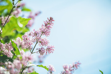 Pink lilac bushes against blue sky