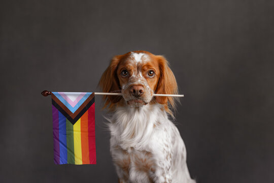 Ginger dog holding rainbow LGBT pride flag in mouth on neutral background. Classic six-color rainbow flag. Stick makes content replaceable for editing.