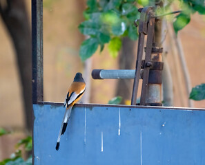 Birds, with their dazzling plumage, soaring flights, and melodic calls, enrich every habitat—from forests to cities—connecting us to the beauty of the natural world.