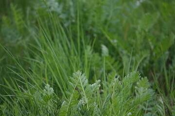 Zielona trawa wiosną