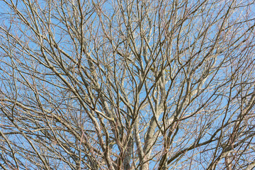 Branches of the tree at spring.