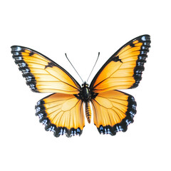 Fototapeta premium Vivid orange butterfly detailed wings contrasted against a black backdrop