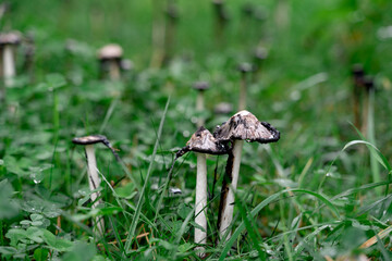 shaggy ink cap mushrooms in the grass