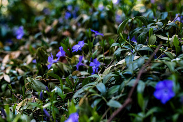 Blooming Periwinkle Flowers in Sunlit Spring Garden