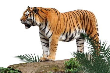 Tiger 2