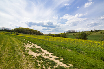 Beautiful view on the field of yellow rapeseed with dusty path in cloudy spring fresh day. Czech Republic.