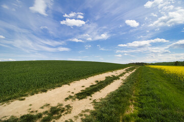 A dusty path to hill between grain and canola fields in spring day. Czech Republic.