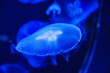 Eared aurelia, or eared jellyfish in the aquarium. 