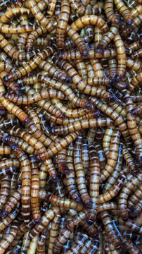 Vertical screen dense cluster of mealworms wriggling and crawling, displaying intricate movement patterns characteristic of larvae, showcasing dynamic living texture and biological complexity
