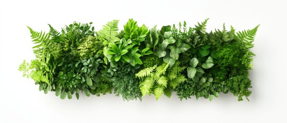 Obraz premium Green plant wall on white