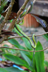 Barred tree snake slither on branch plant tree in garden outdoor of jungle forest on Ao Nang Railay bay in Krabi, Thailand
