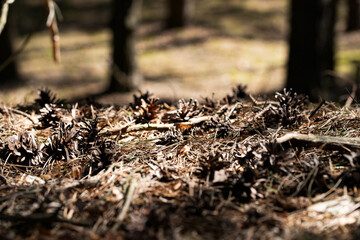 Forest background with trees Forest background with green leaves