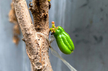 Close-up of a green Bilimbi fruit growing on a tree branch