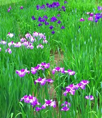 Iris flowers.