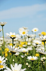 Fototapeta premium Low-angle shot of daisies with clear blue sky and soft lighting.