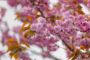 Selective focus full bloom of Prunus serrulata on tree, Branches of white pink cultivar flowers under blue sky, Oriental cherry flowering twig is a species of cherry, Nature floral pattern background.