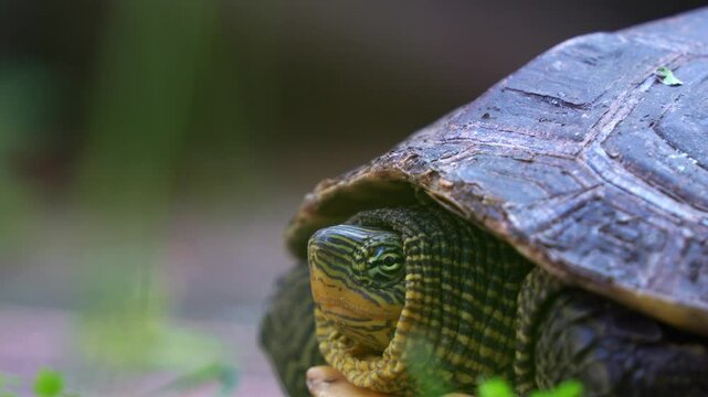A Chinese stripe-necked turtle (Mauremys sinensis) rests on the ground, its head retracted into its carapace, eyes watchfully surveying its surroundings, close up profile shot of an endangered species