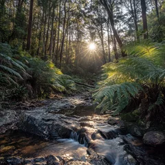 Fototapete Scenic Mountain Landscape at Mount Tamborine © ProVisuals