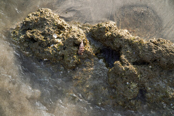 Tropical sandy beach showing changing patterns and textures with each tide and weather change