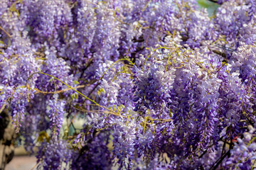 Selective focus of purple flowers Wisteria sinensis or Blue rain, Chinese wisteria is species of flowering plant in the pea family, Its twisting stems and masses of scented flowers in hanging racemes.