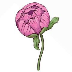 Peonies Flowers on white background floral element for design, botanical illustration painting. Summer flower bouquet