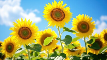 Vast Sunflower Fields Under Bright Blue Sky