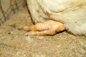 Close up foot image of a broilers hen's foot, Leg of Hen, Chicken feet close up claws, Close-up view of chicken’s feet on farmyard ground, Leg of a rooster, the legs of a rooster with scales and claws