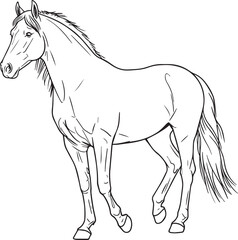 Premium vector illustration of a silhouette line art horse. 