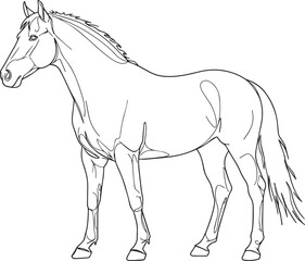 Premium vector. Black horse vector illustration on white background. 