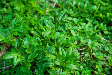 Spring plants in mountain forests, green plants