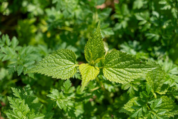 Spring plants in mountain forests, green plants